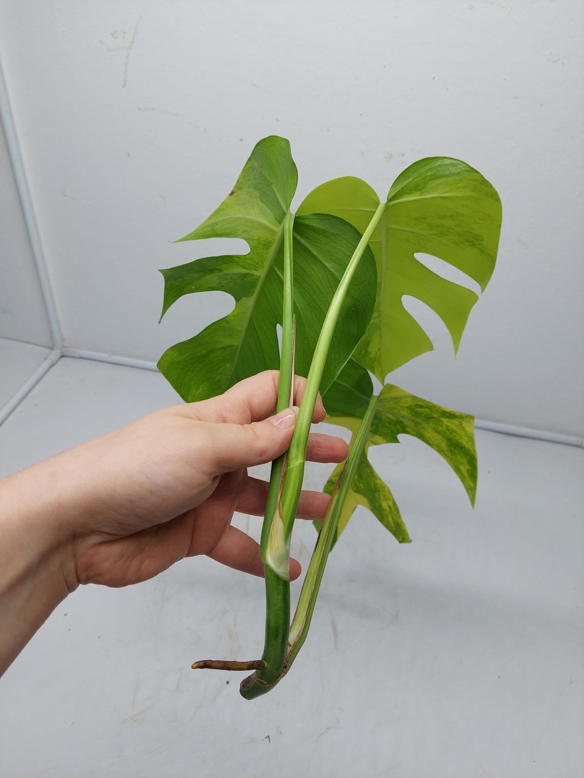 Monstera Aurea Steckling