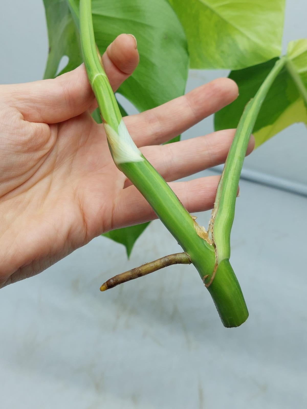 Monstera Aurea Steckling