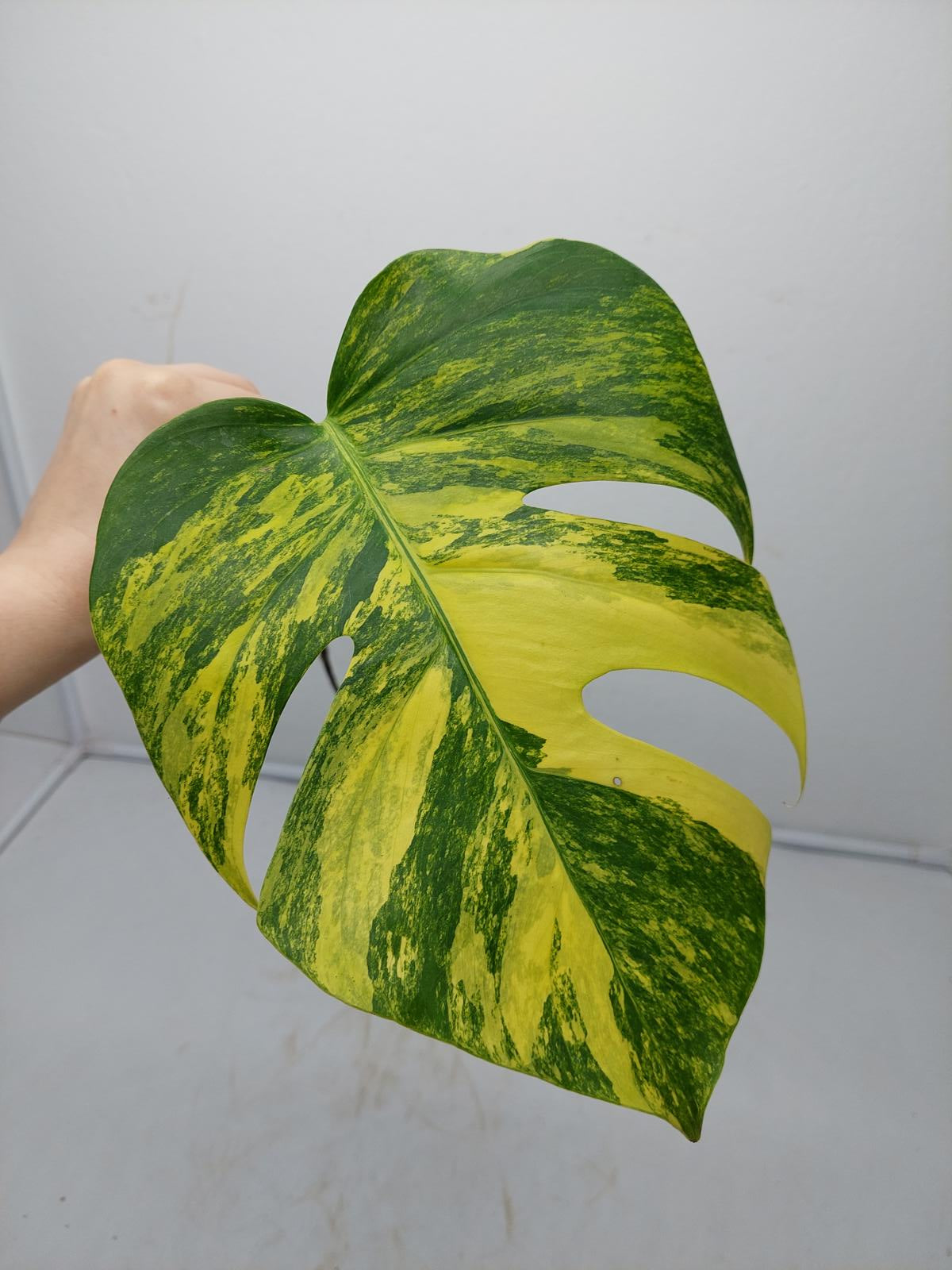 Monstera Aurea Steckling