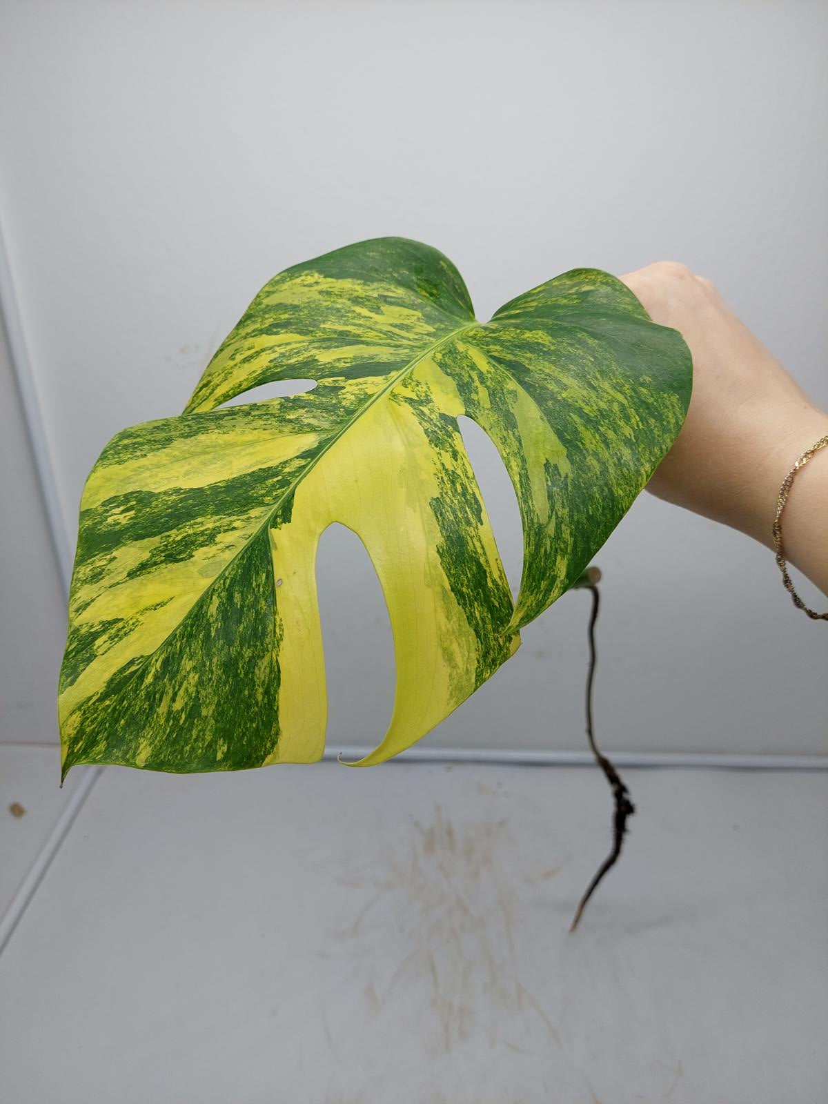 Monstera Aurea Steckling