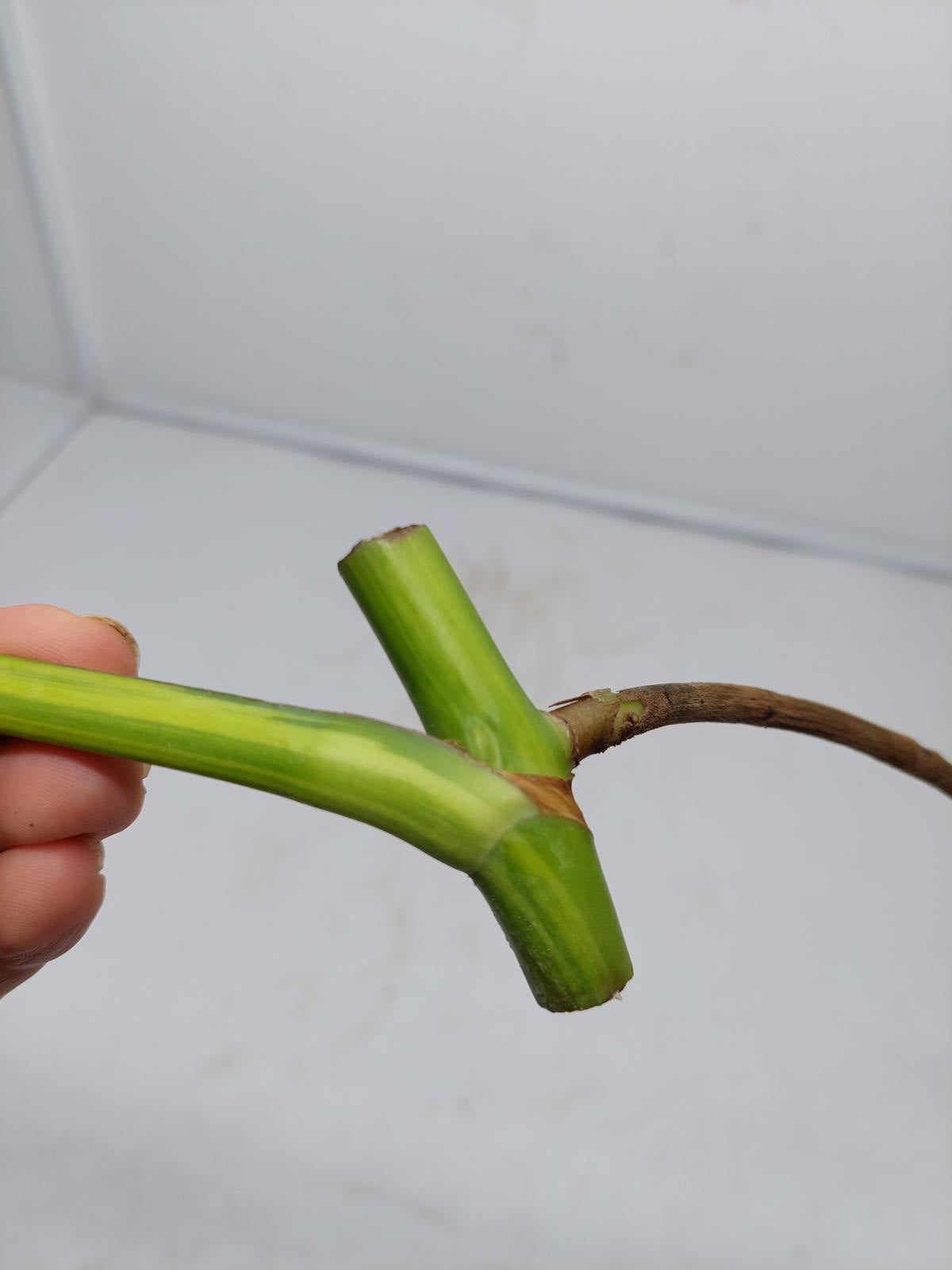 Monstera Aurea Steckling