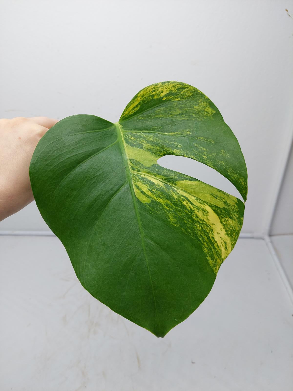 Monstera Aurea Steckling