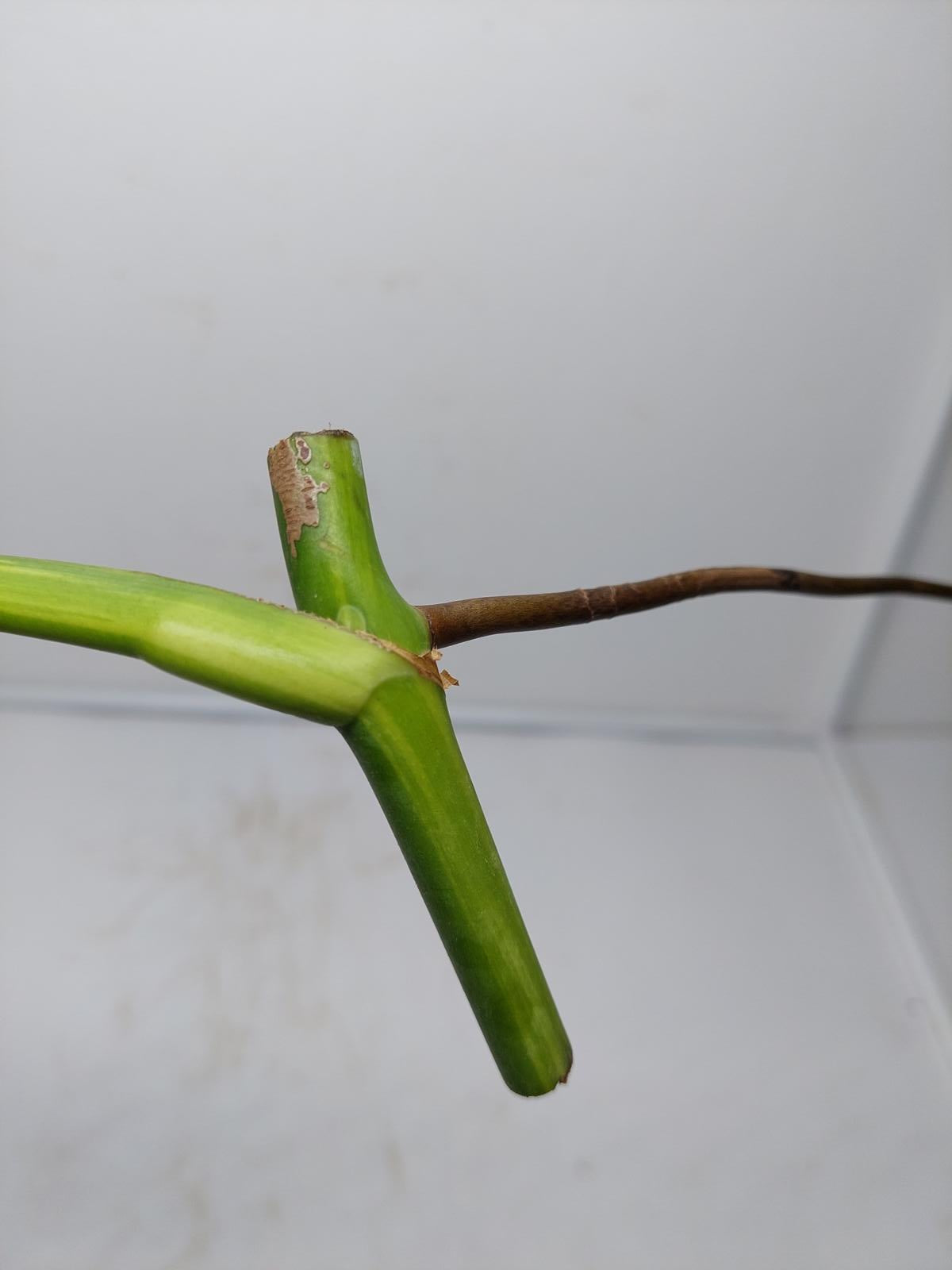 Monstera Aurea Steckling