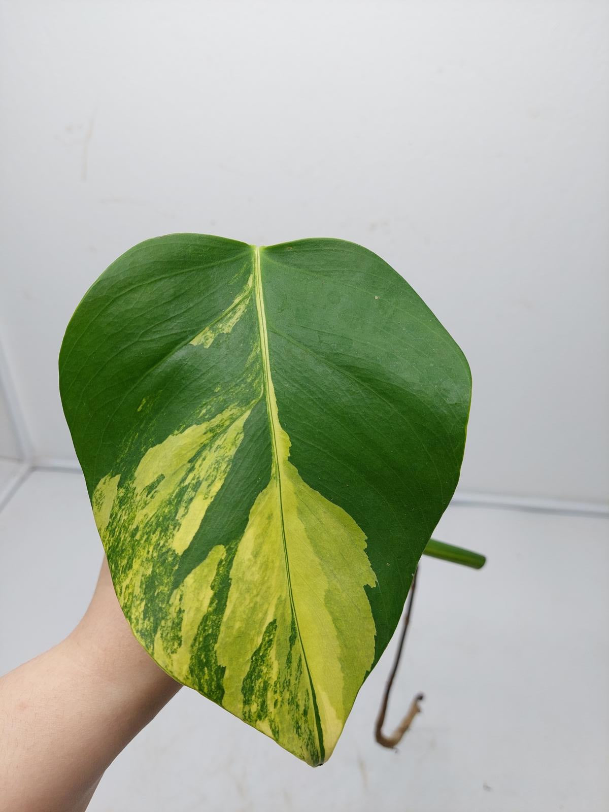 Monstera Aurea Steckling