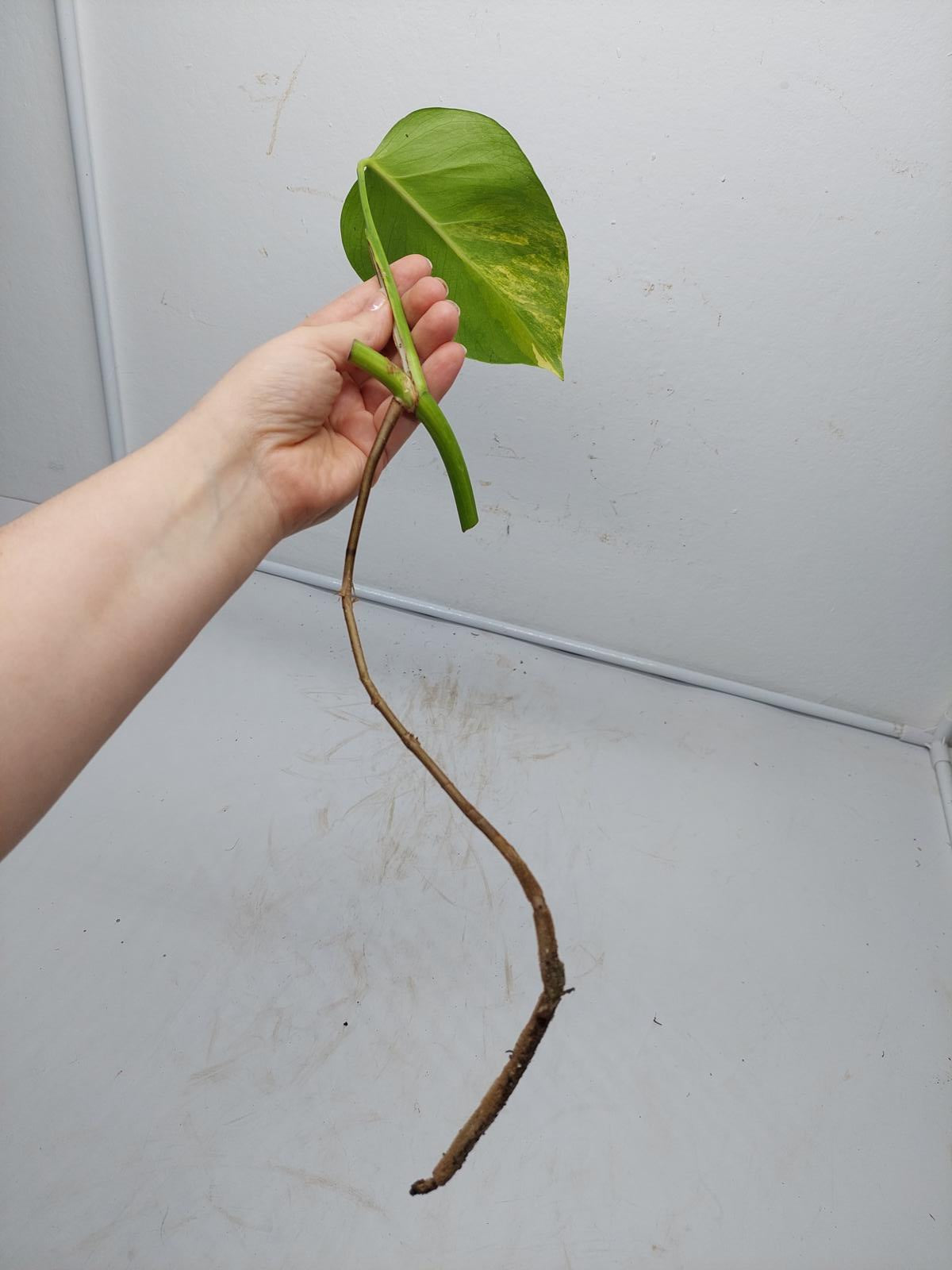 Monstera Aurea Steckling