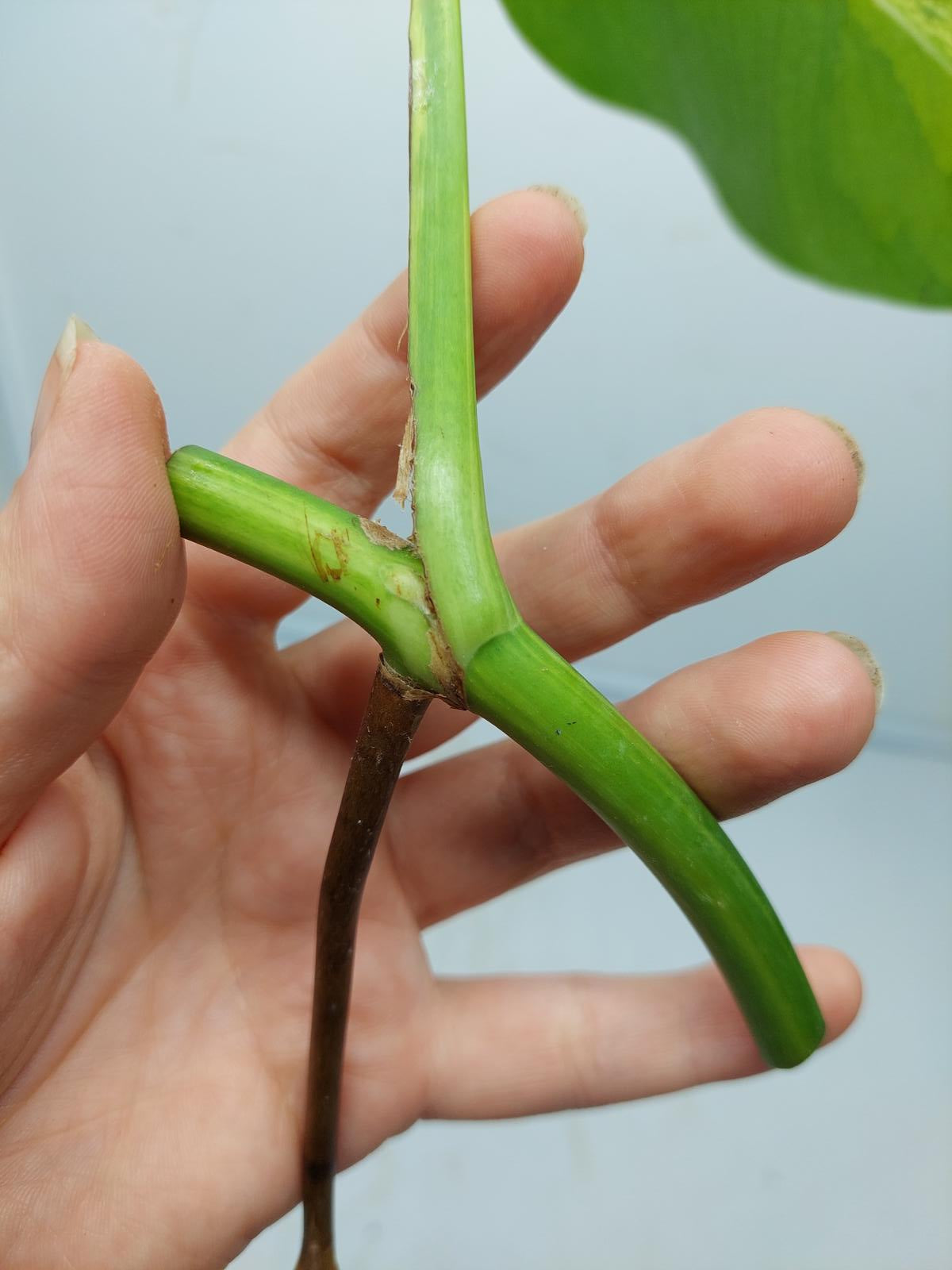 Monstera Aurea Steckling