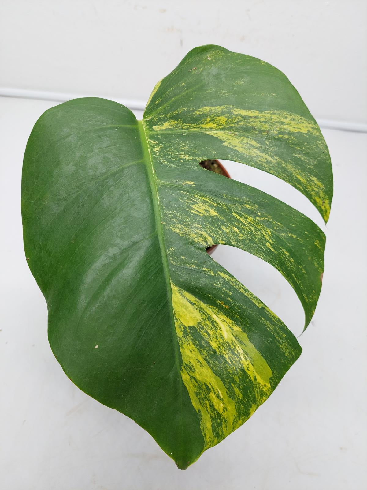 Monstera Aurea Steckling