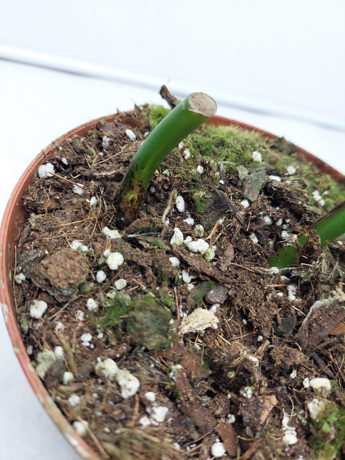 Monstera Aurea Steckling