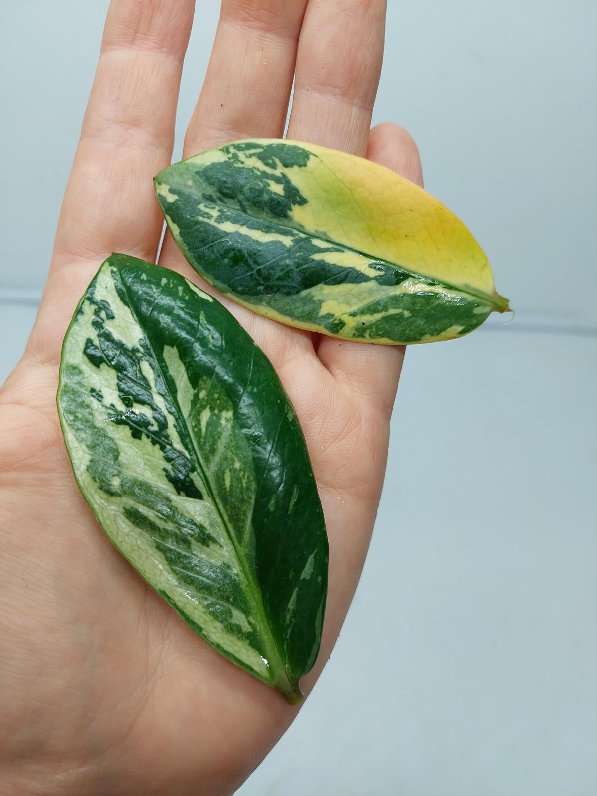 Zamioculcas Zamiifolia Variegata