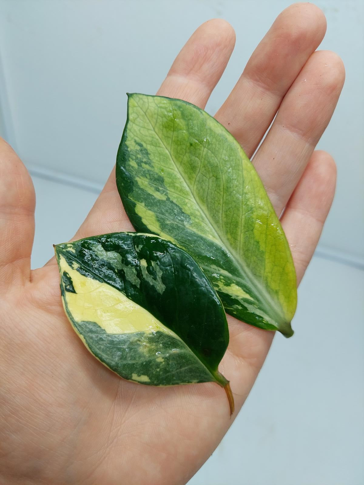 Zamioculcas Zamiifolia Variegata