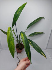 Epipremnum Amplissimum Variegata