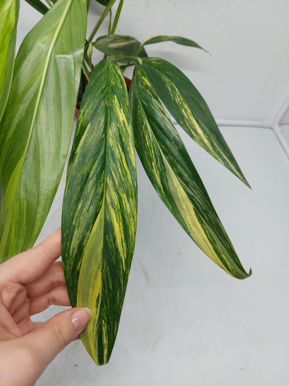 Epipremnum Amplissimum Variegata