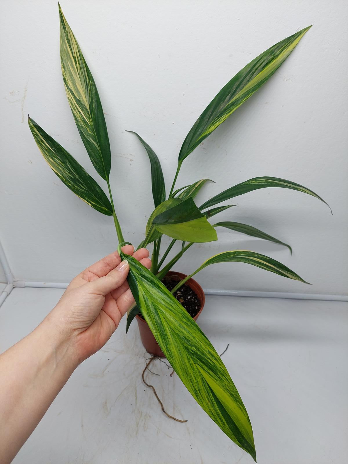 Epipremnum Amplissimum Variegata