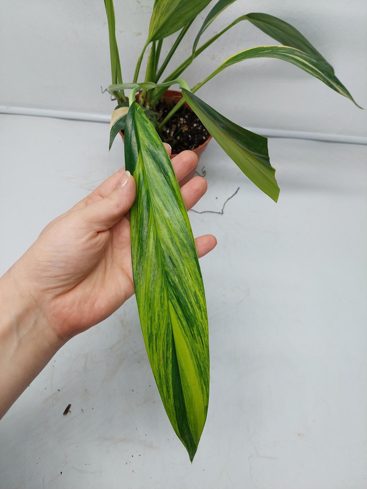 Epipremnum Amplissimum Variegata