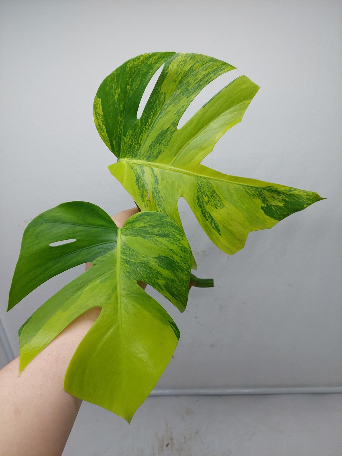 Monstera Aurea Steckling