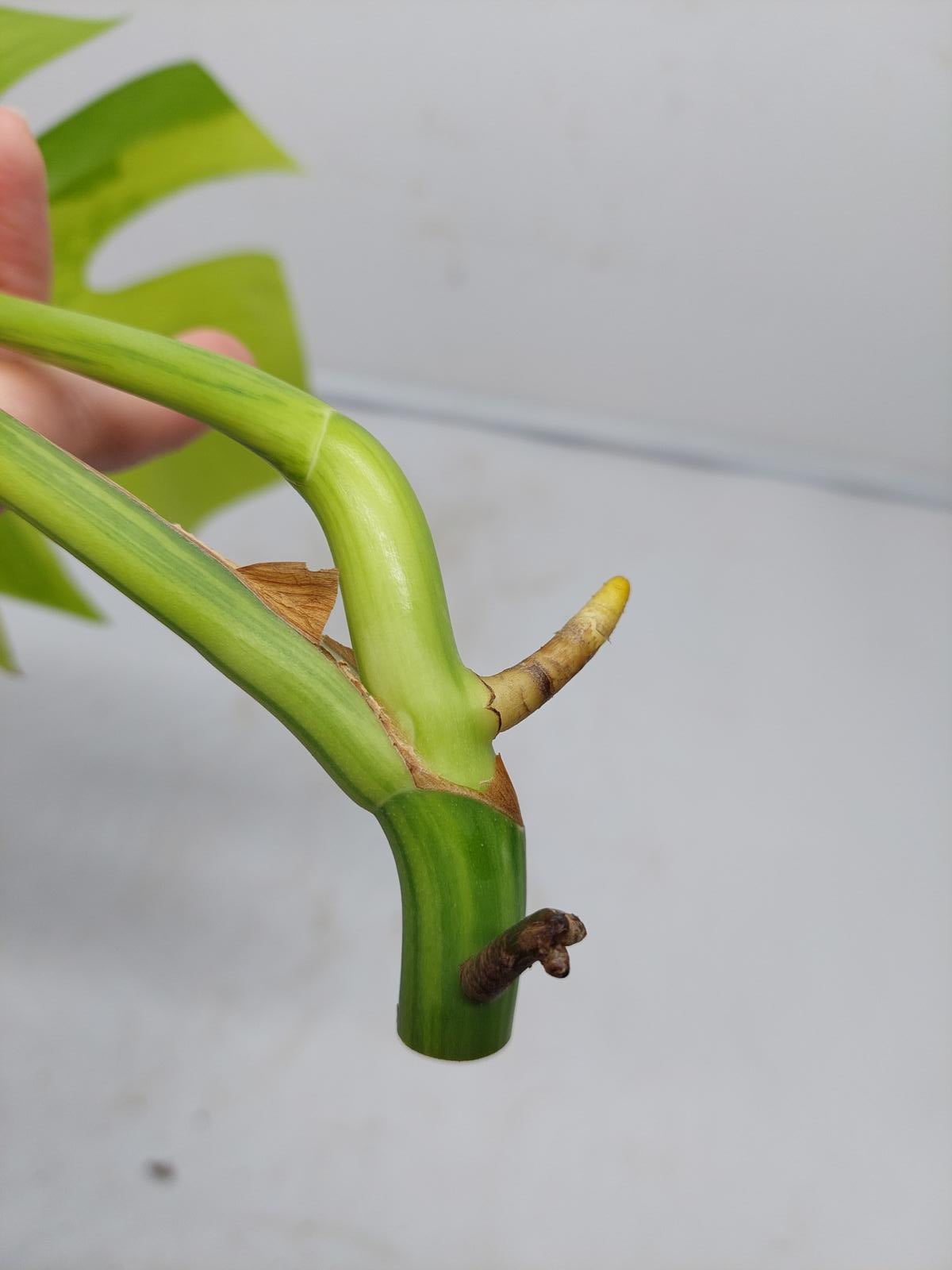 Monstera Aurea Steckling