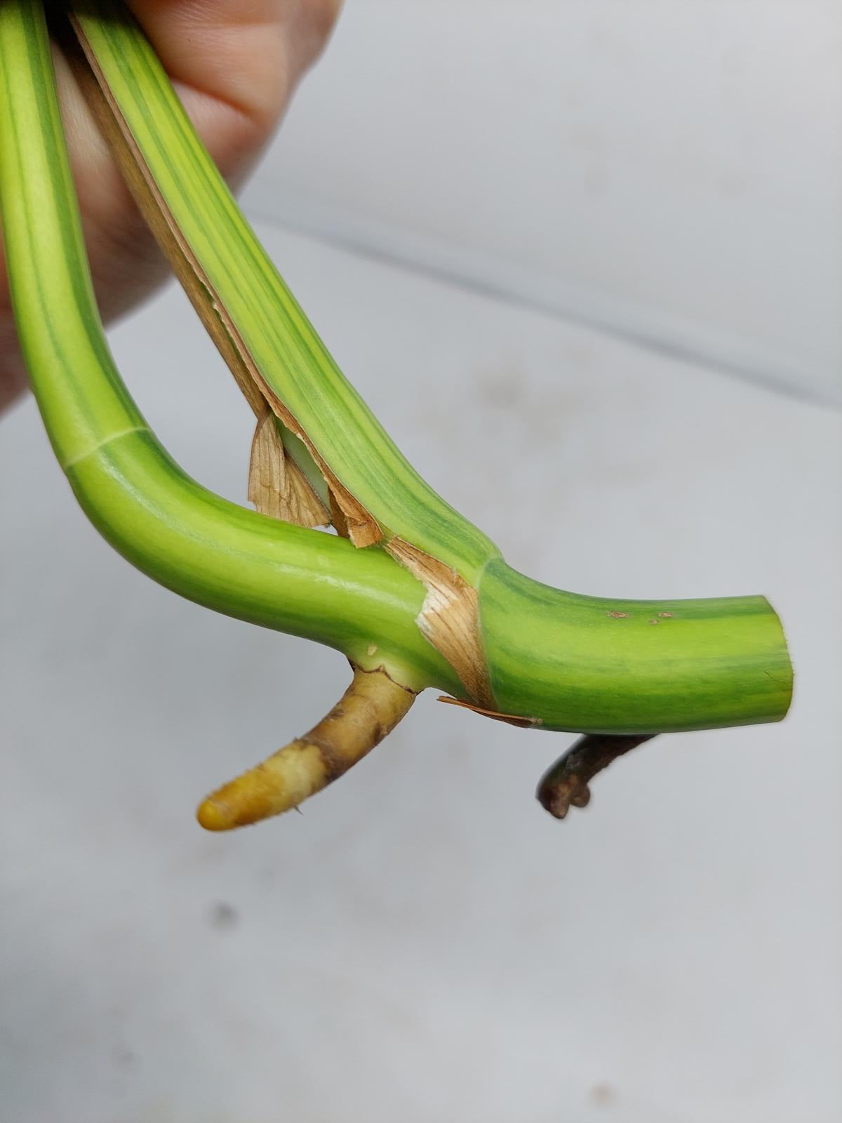 Monstera Aurea Steckling