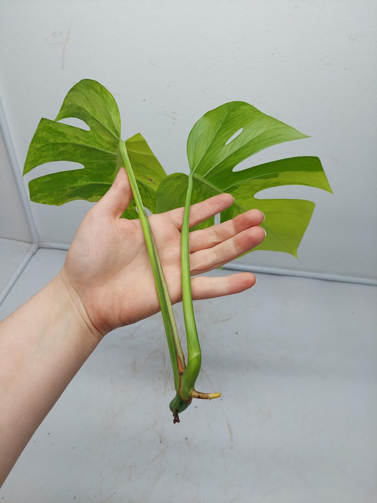 Monstera Aurea Steckling