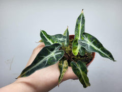 Alocasia Polly Aurea Variegata