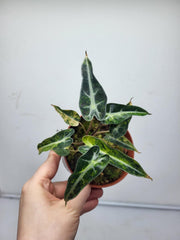 Alocasia Polly Aurea Variegata