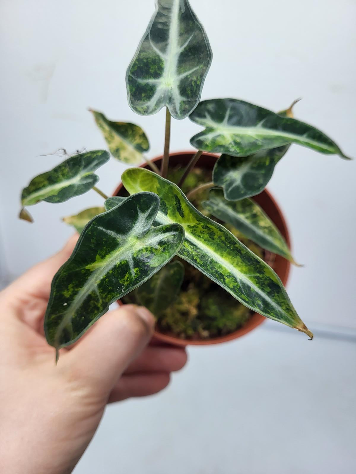 Alocasia Polly Aurea Variegata