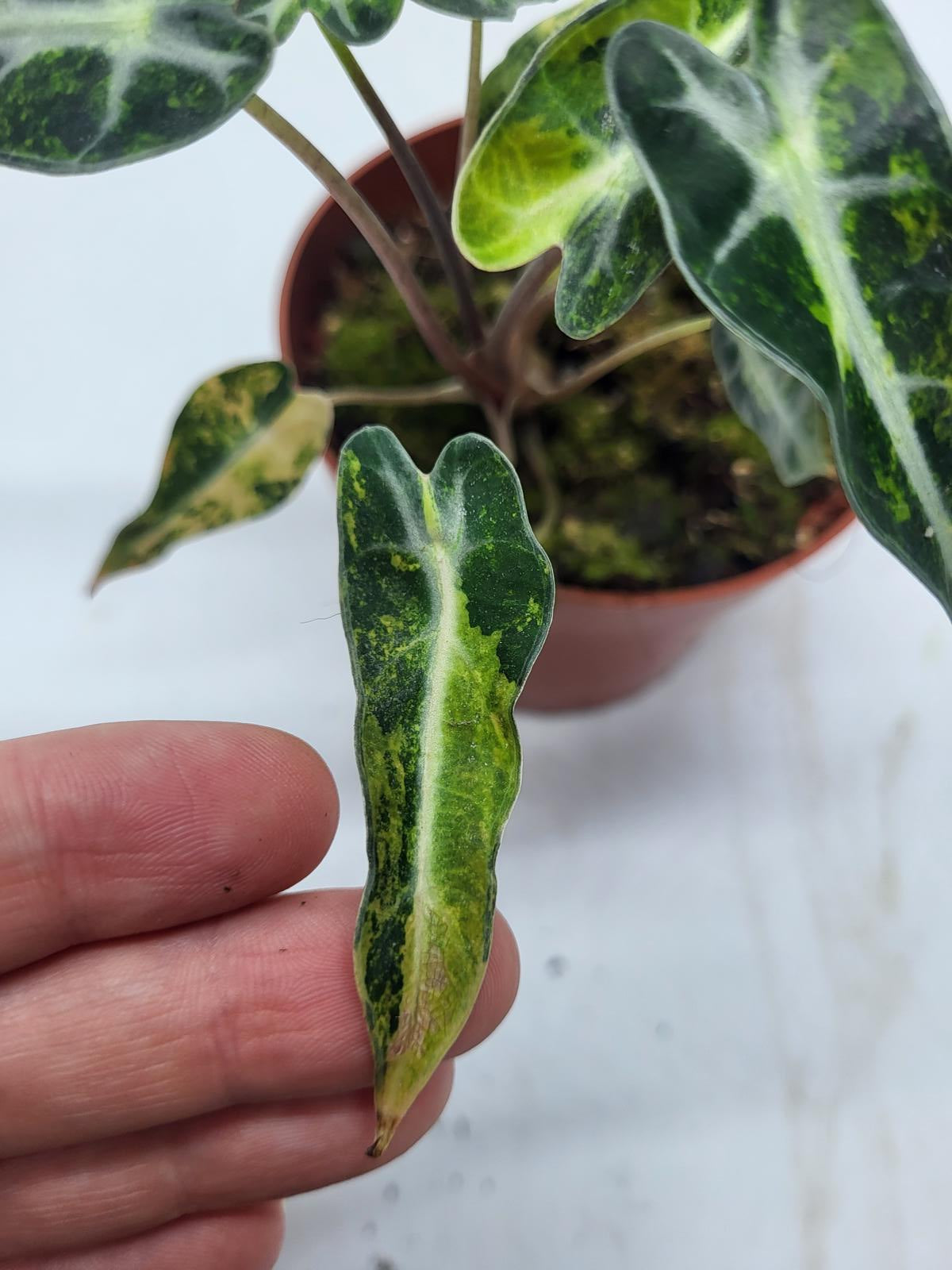 Alocasia Polly Aurea Variegata