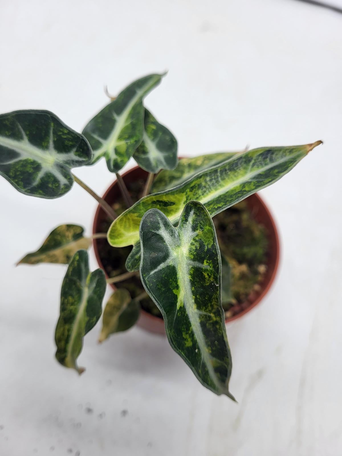 Alocasia Polly Aurea Variegata