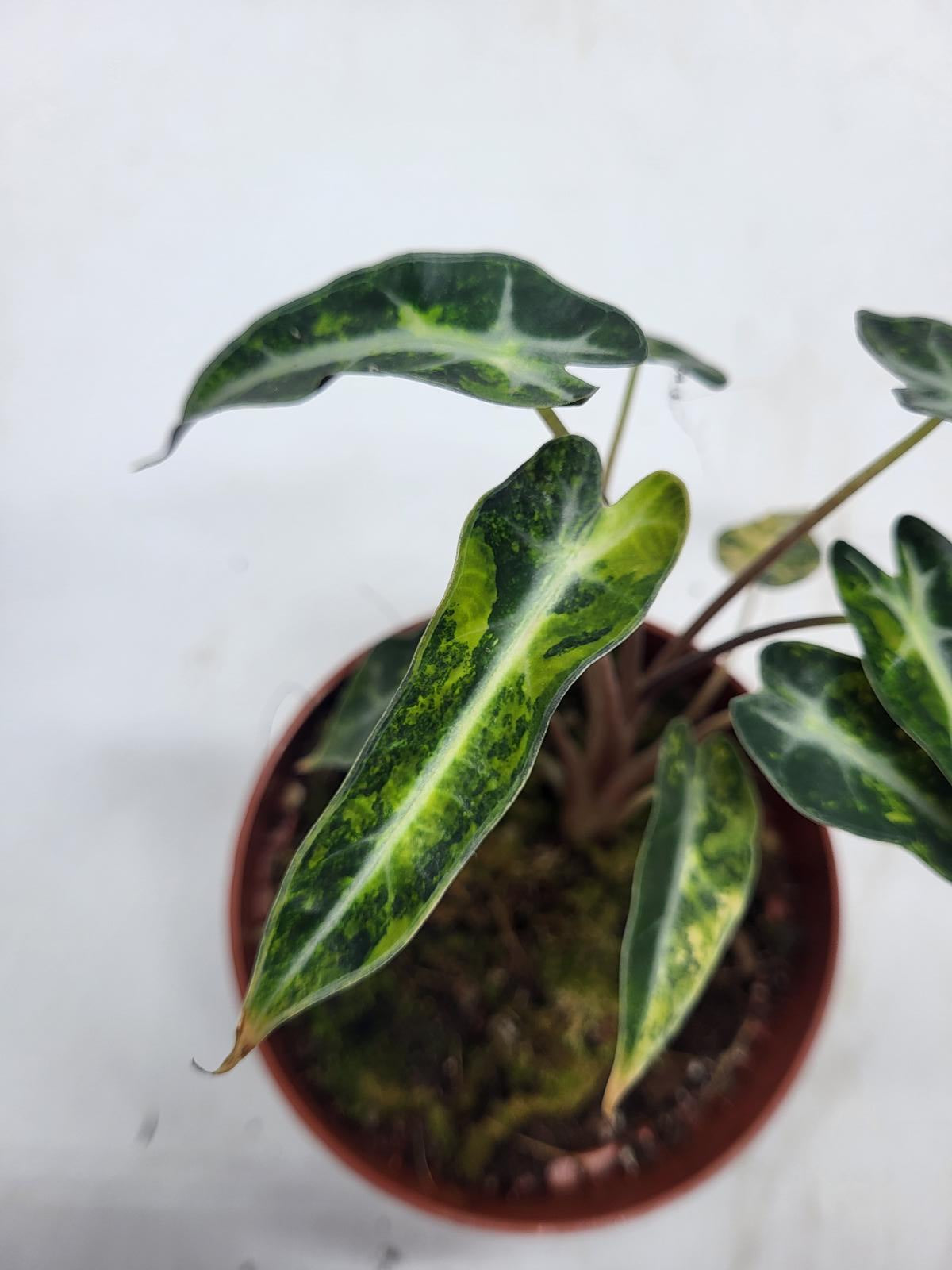 Alocasia Polly Aurea Variegata