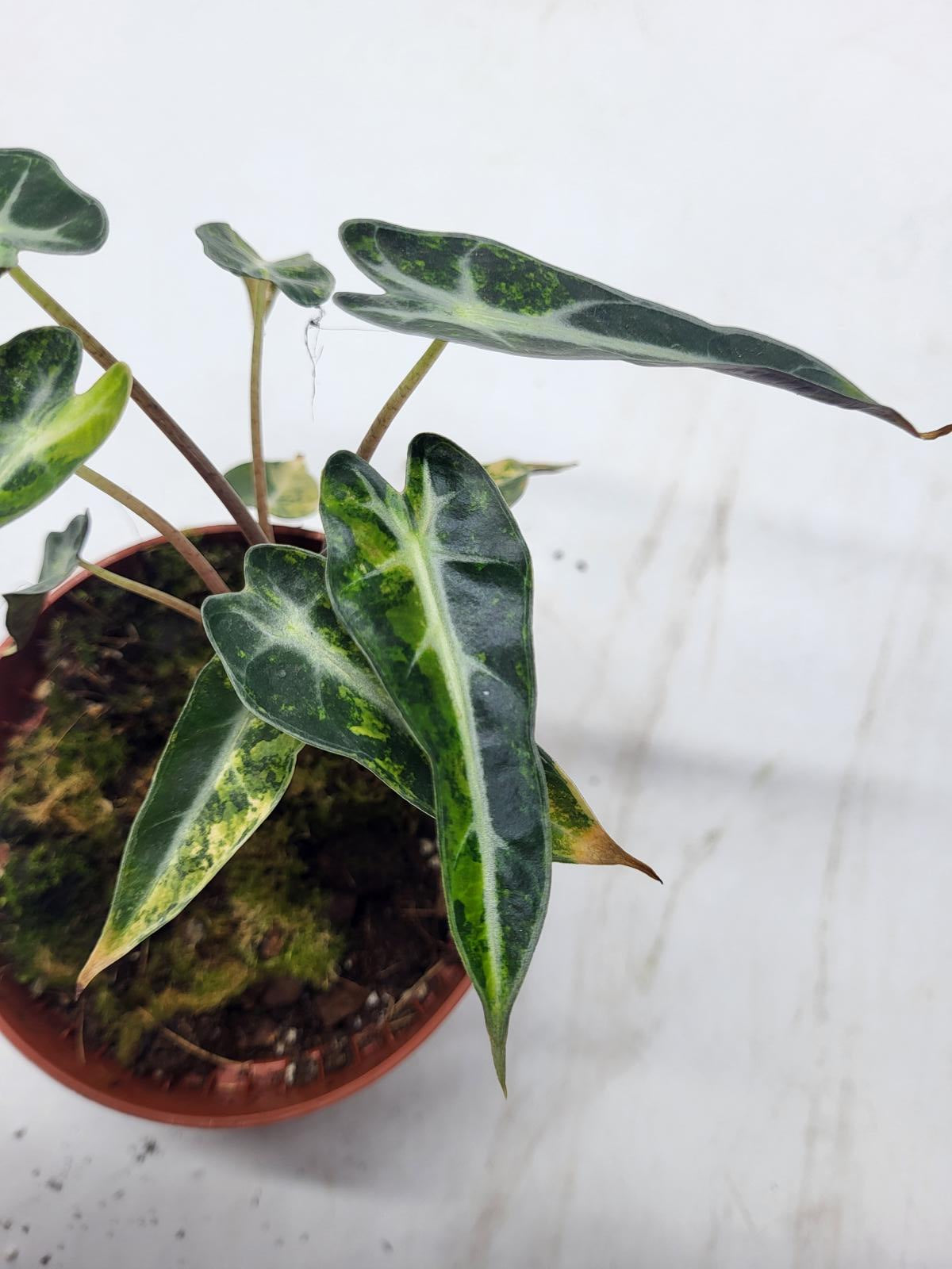 Alocasia Polly Aurea Variegata