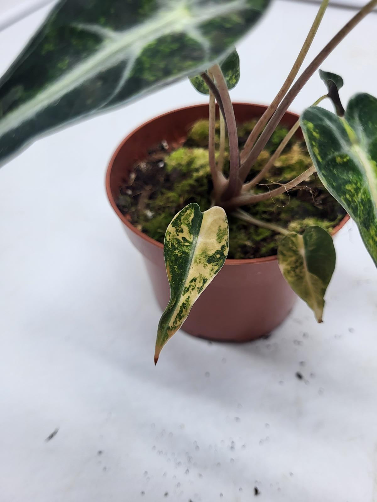 Alocasia Polly Aurea Variegata