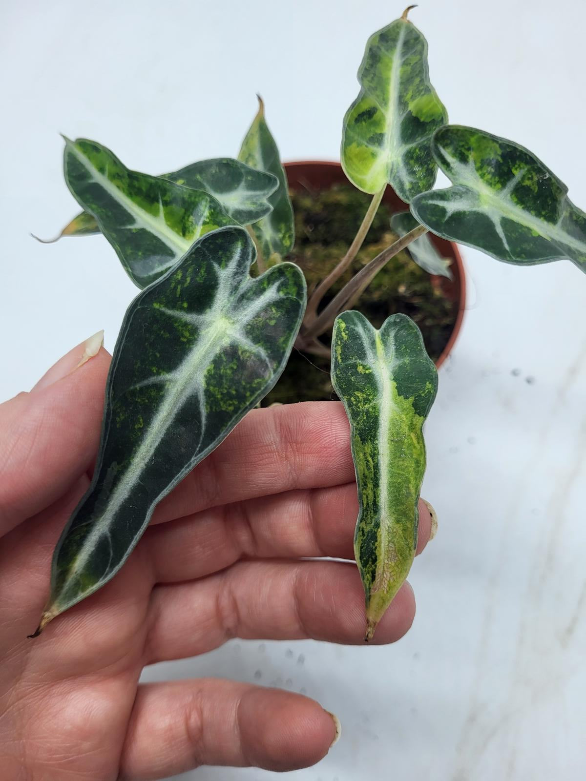 Alocasia Polly Aurea Variegata