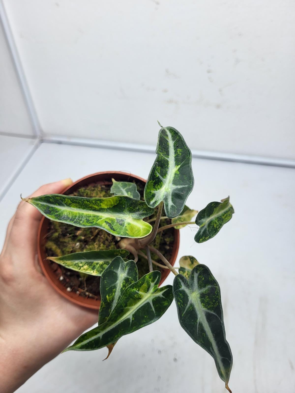 Alocasia Polly Aurea Variegata