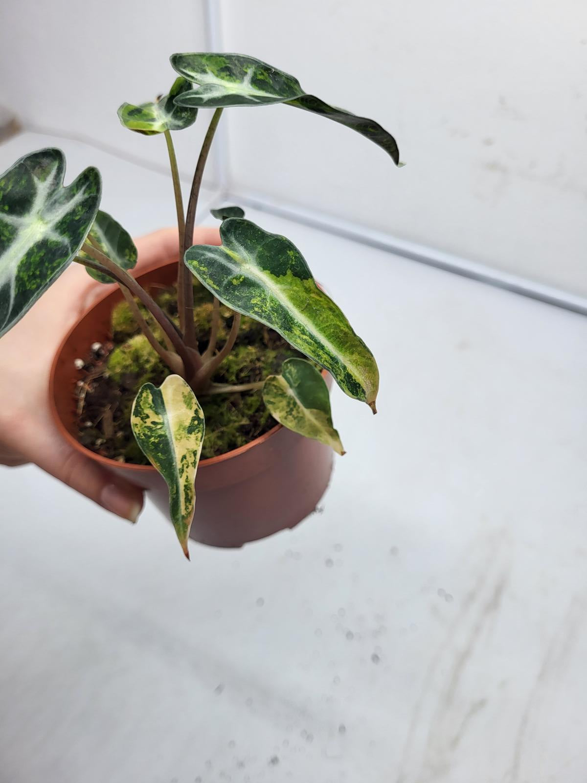 Alocasia Polly Aurea Variegata