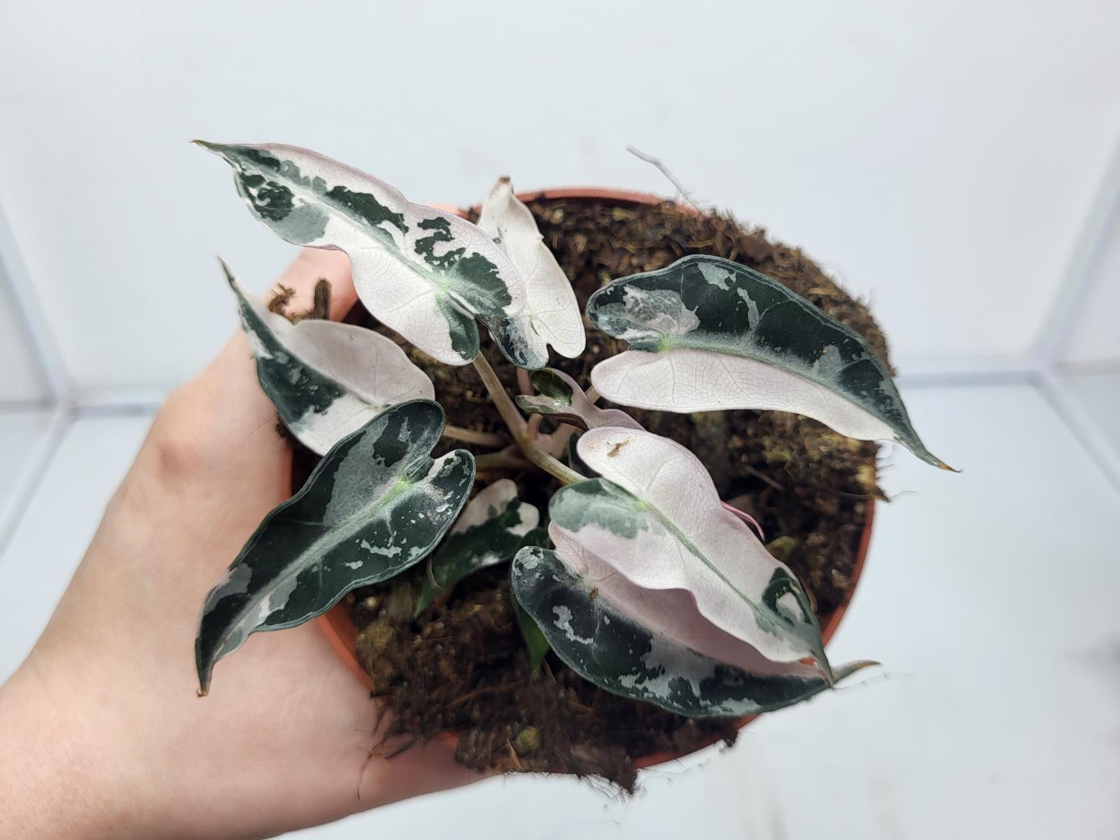 Alocasia Polly Pink Variegata