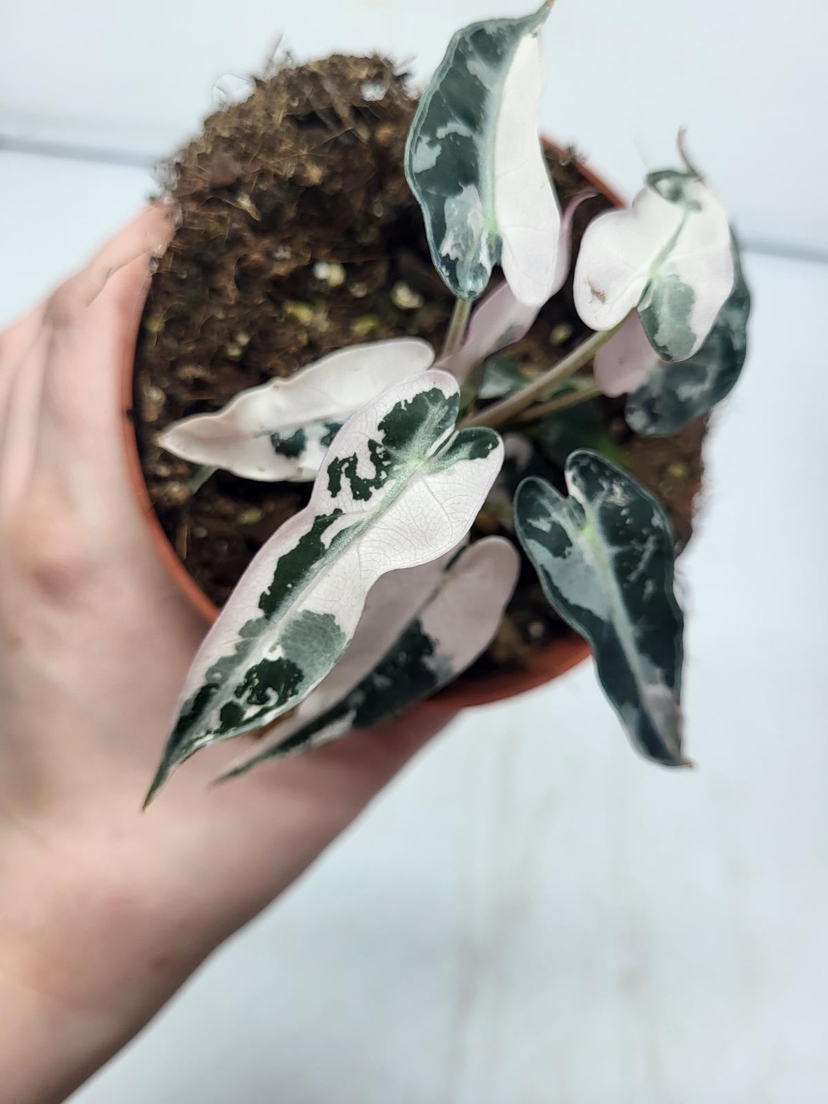 Alocasia Polly Pink Variegata