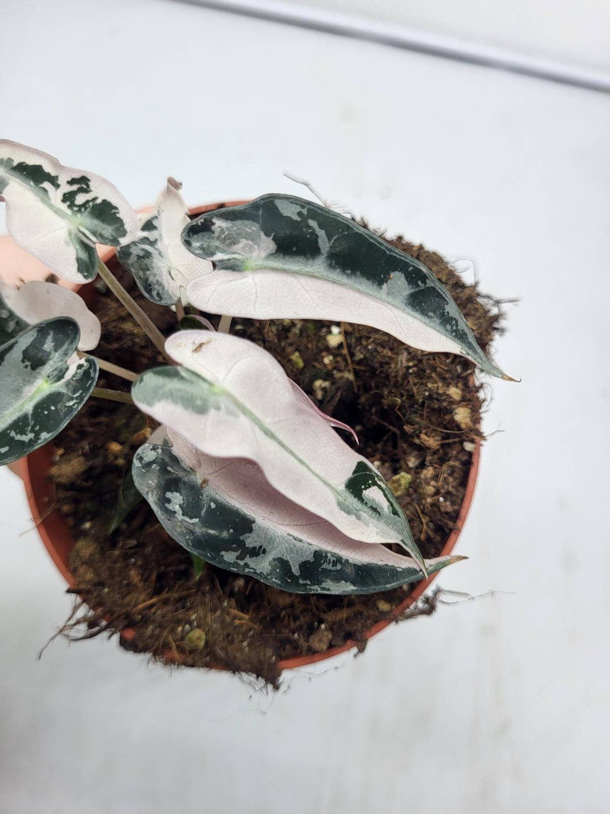 Alocasia Polly Pink Variegata