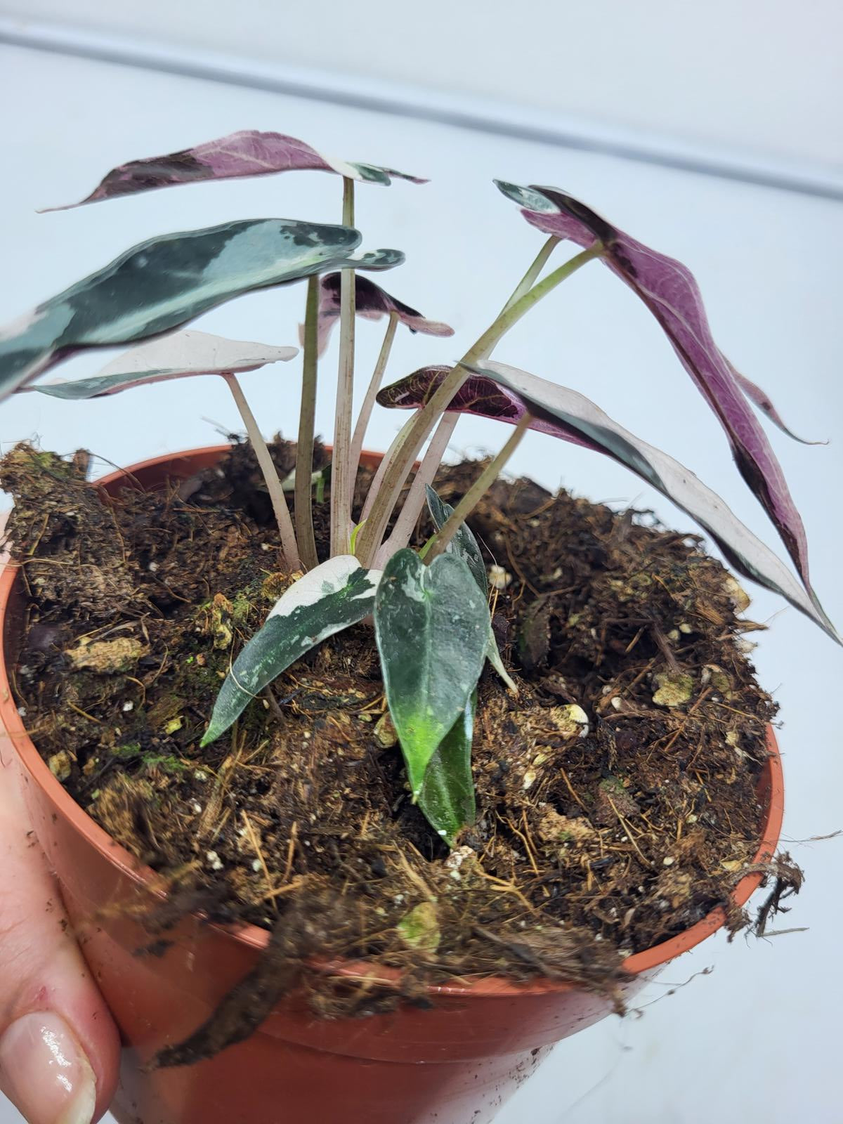 Alocasia Polly Pink Variegata