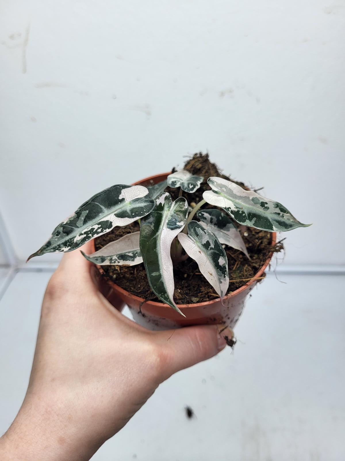 Alocasia Polly Pink Variegata