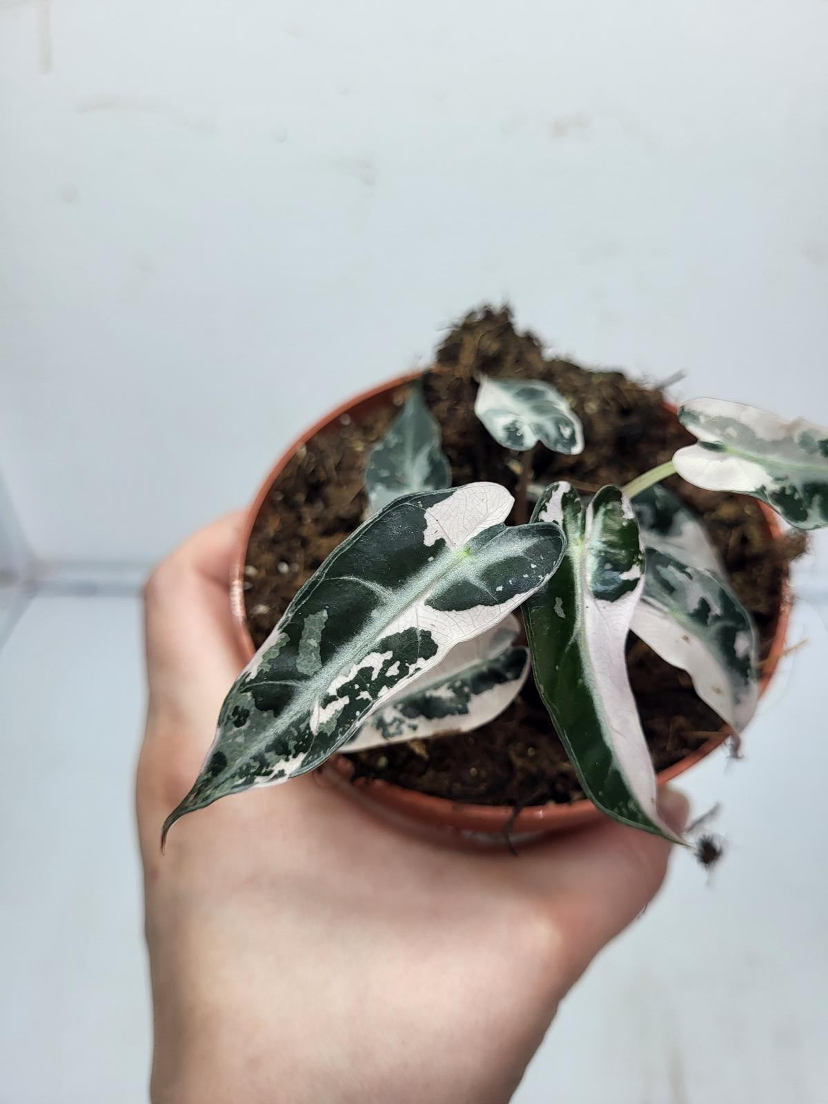 Alocasia Polly Pink Variegata