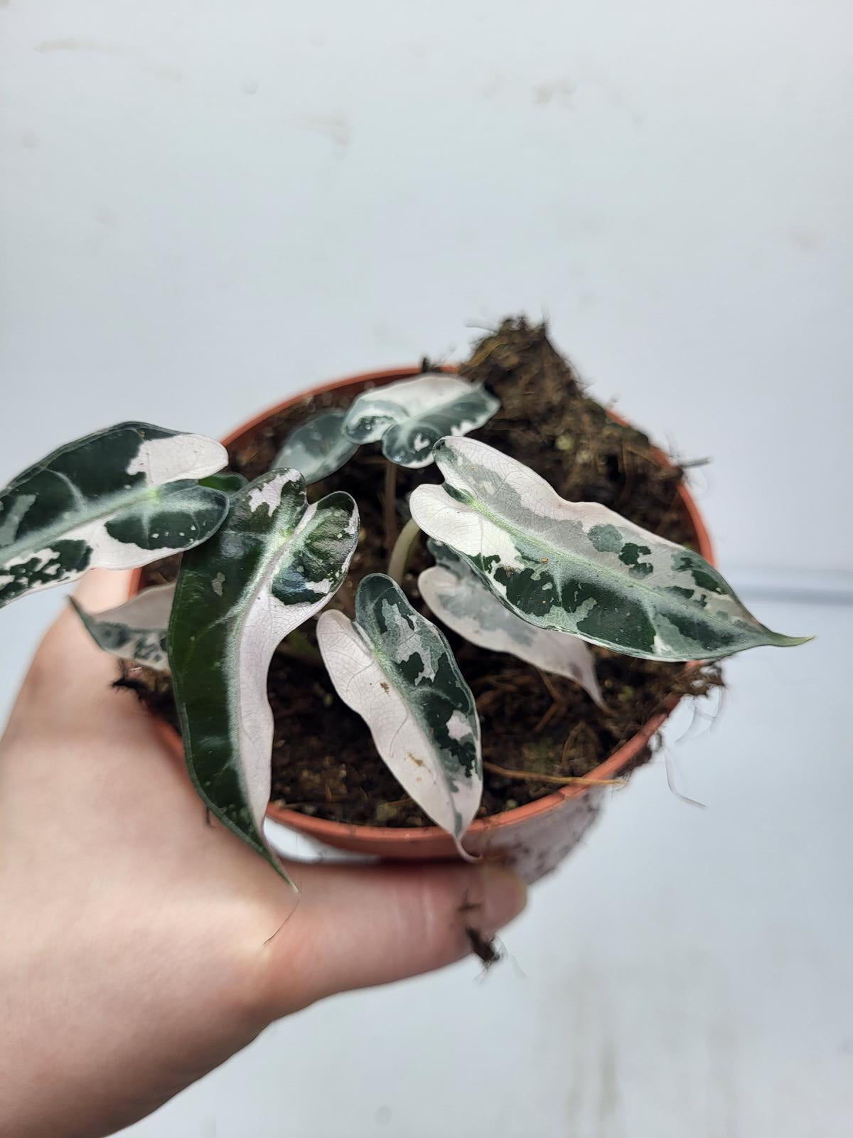 Alocasia Polly Pink Variegata