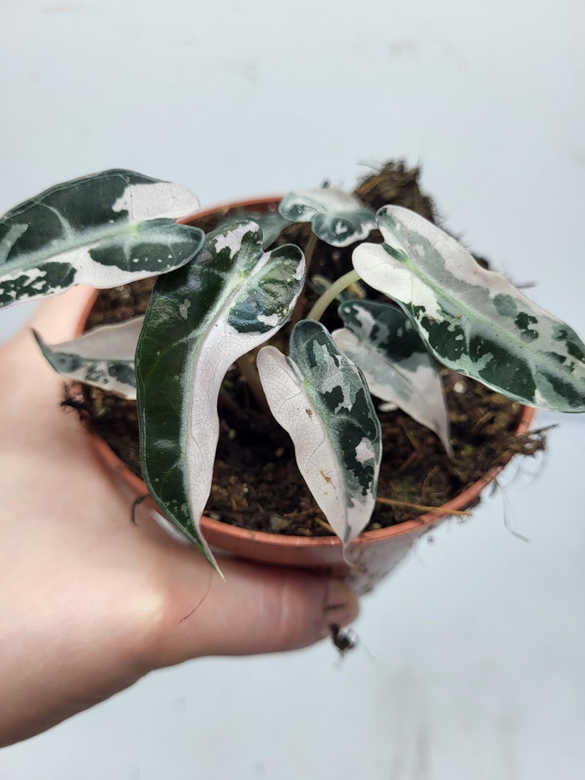 Alocasia Polly Pink Variegata