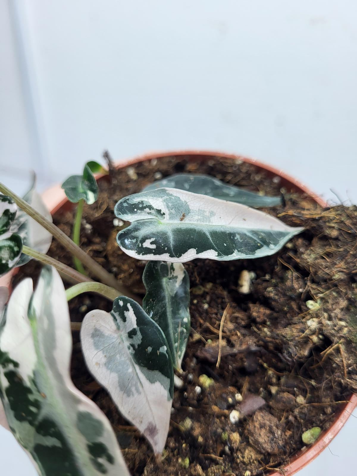 Alocasia Polly Pink Variegata