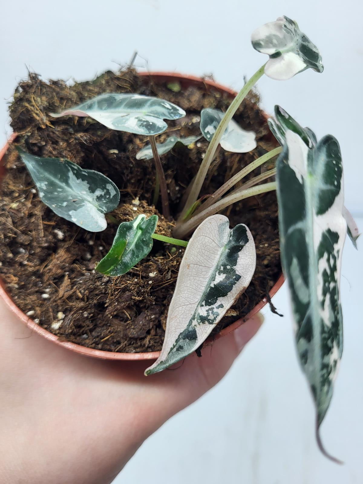 Alocasia Polly Pink Variegata