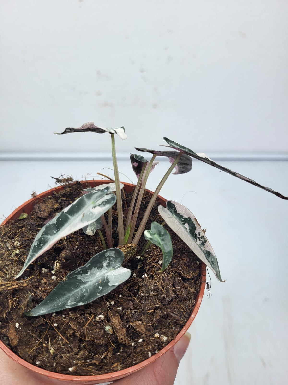 Alocasia Polly Pink Variegata