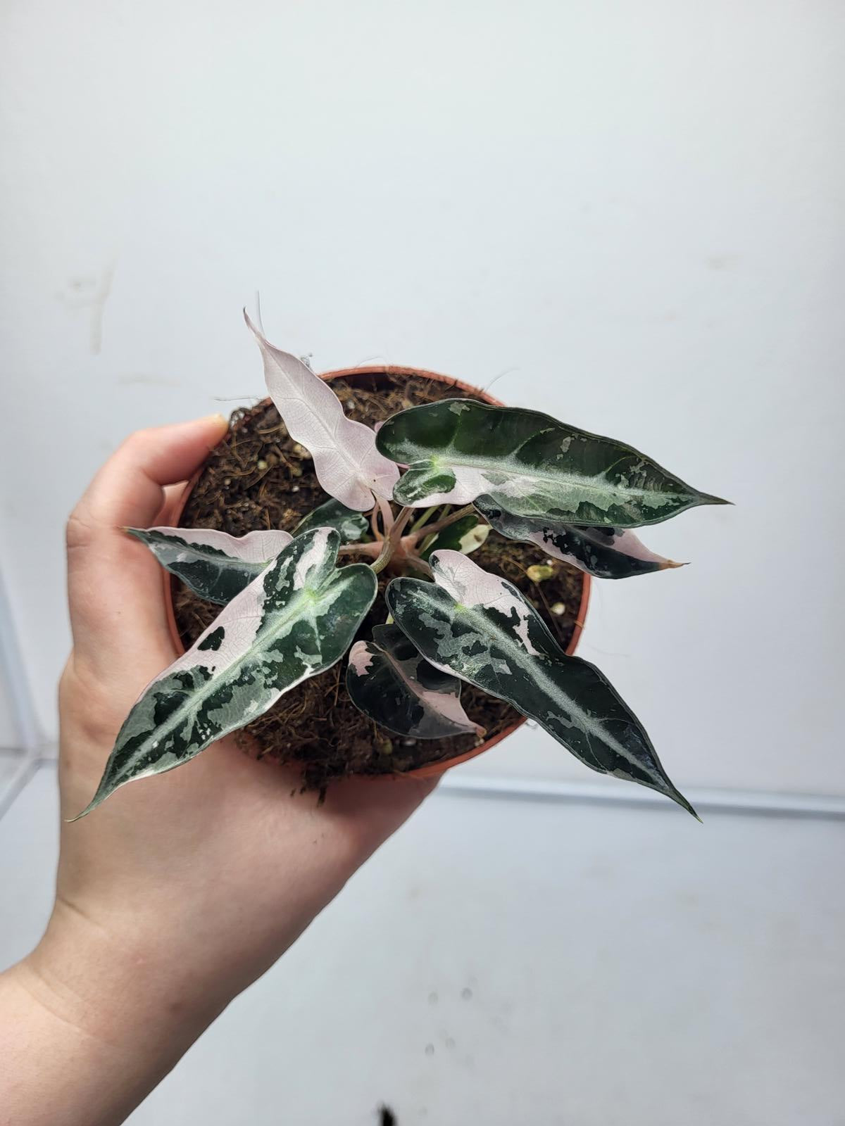 Alocasia Polly Pink Variegata