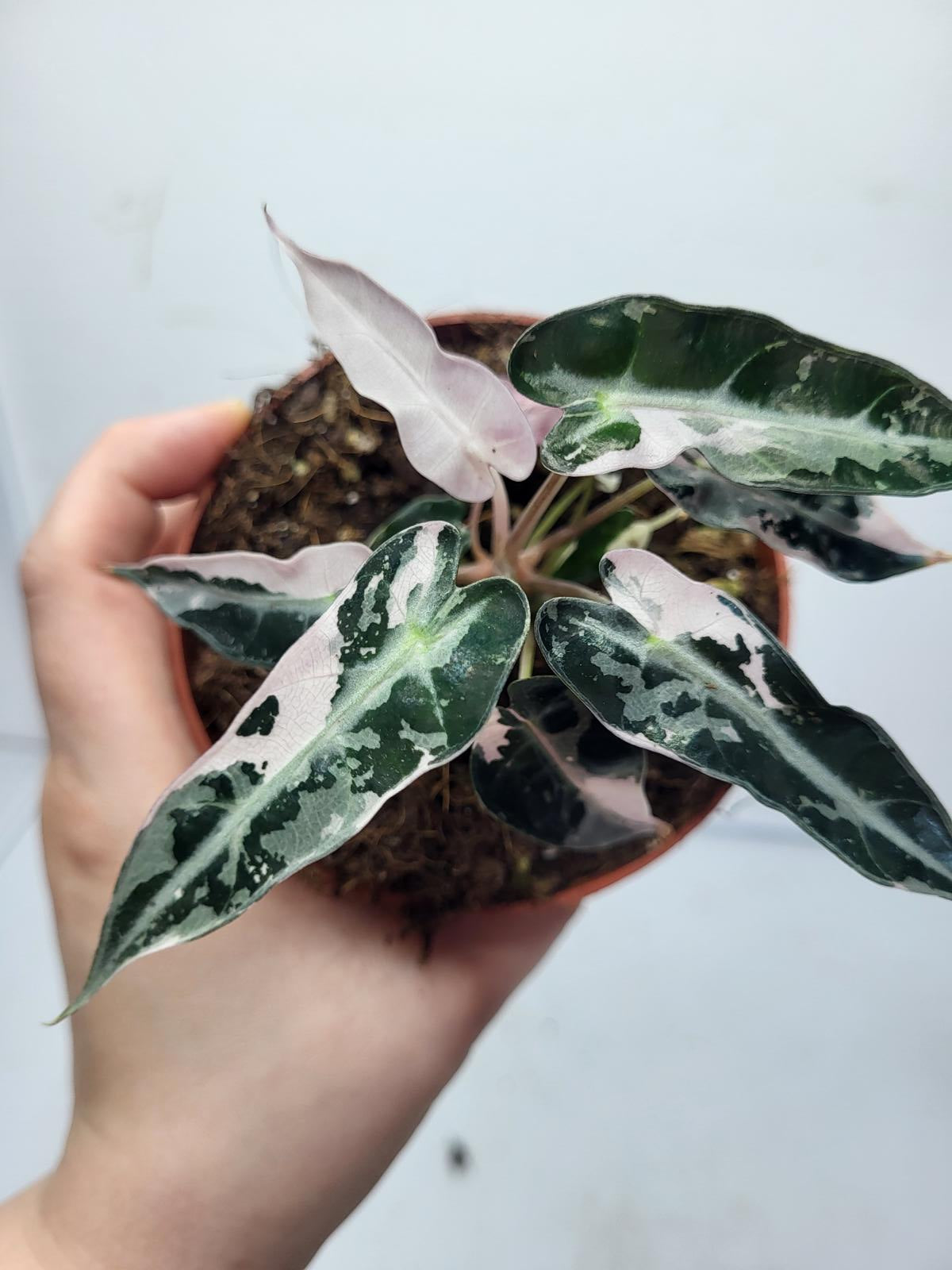 Alocasia Polly Pink Variegata