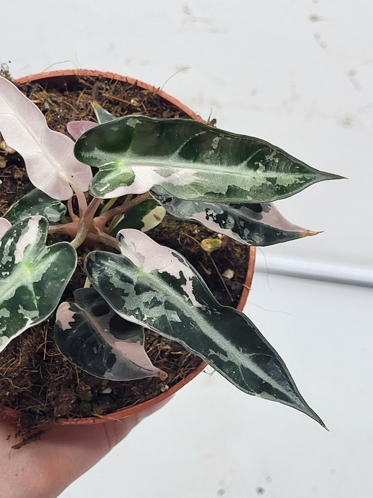 Alocasia Polly Pink Variegata