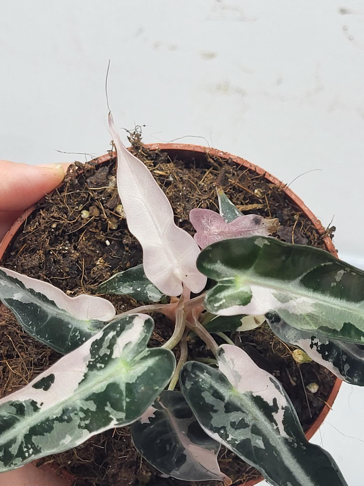 Alocasia Polly Pink Variegata