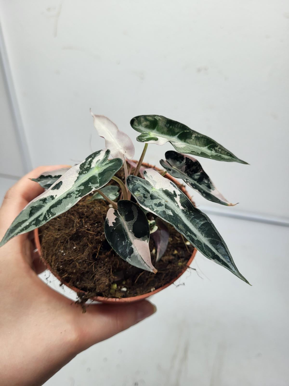 Alocasia Polly Pink Variegata