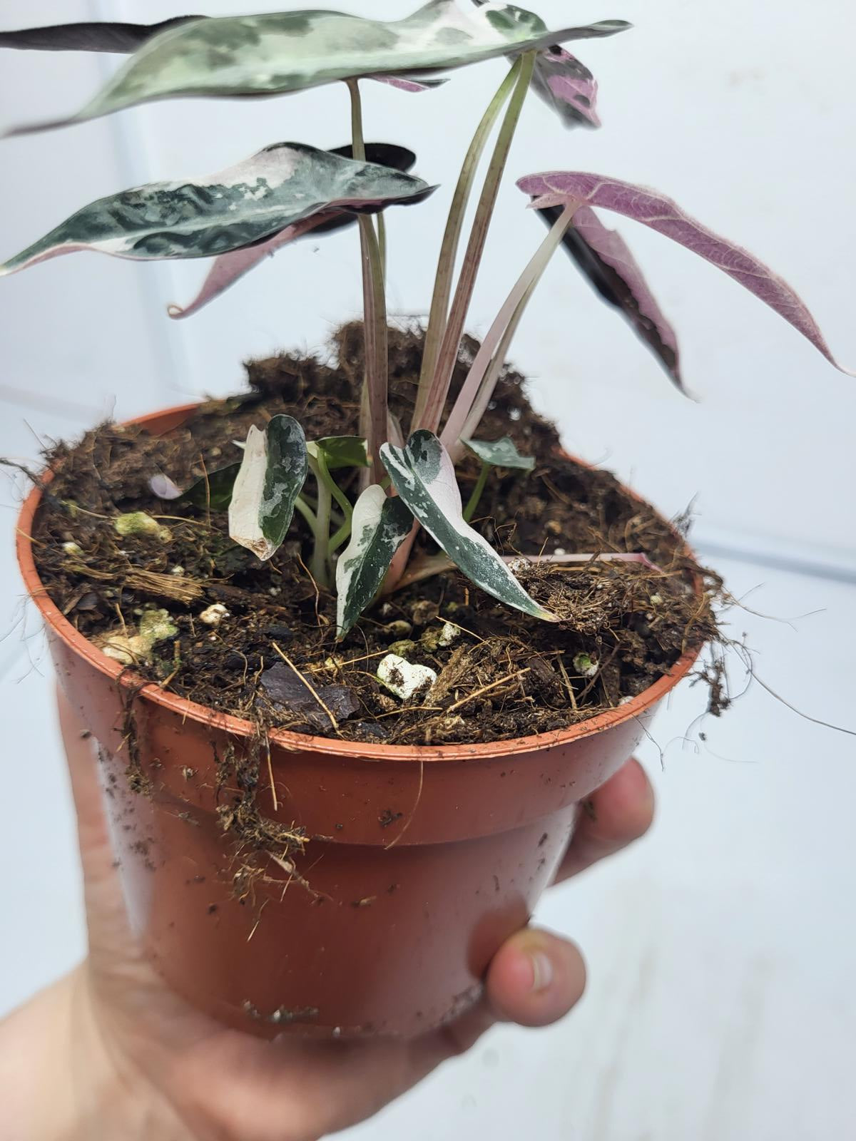 Alocasia Polly Pink Variegata